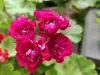 Герань розебудная бордовая,-сорт Monseruds Rosen