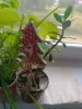 Денежное дерево счастья 15 см цветущий
