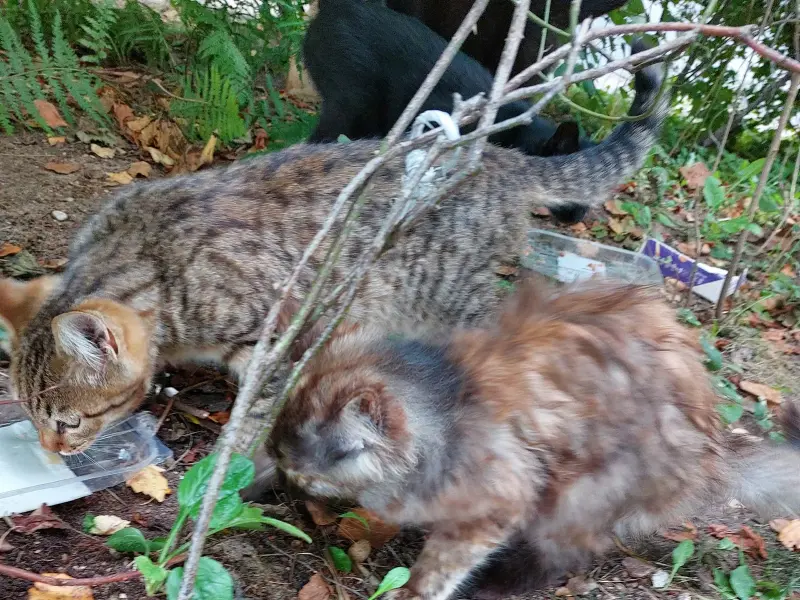Котята срочно ищут дом