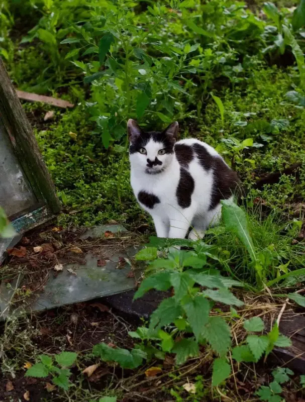 Котик в дар