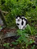Котик в дар