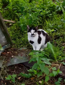 Котик в дар