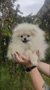 Померанский шпиц щенки мини мишка