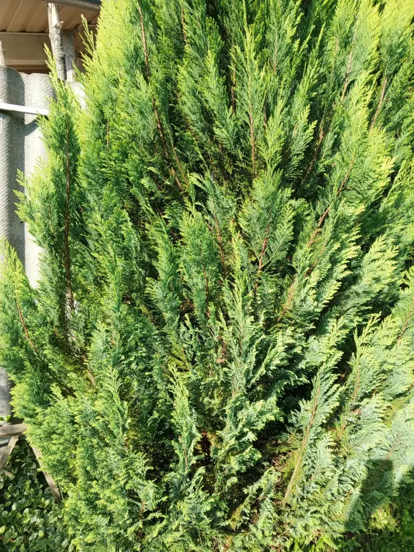 Хвойные, кустарники, лилейники