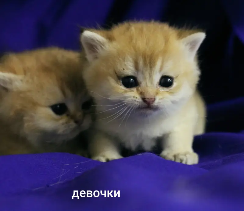 Шотландские котята