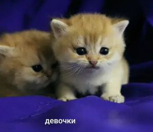 Шотландские котята