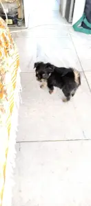 Йоркширский терьер