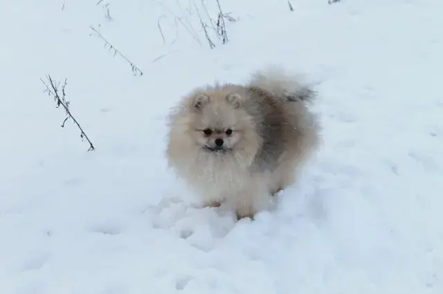 Померанский шпиц мальчик мини мишка