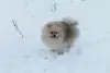 Померанский шпиц мальчик мини мишка