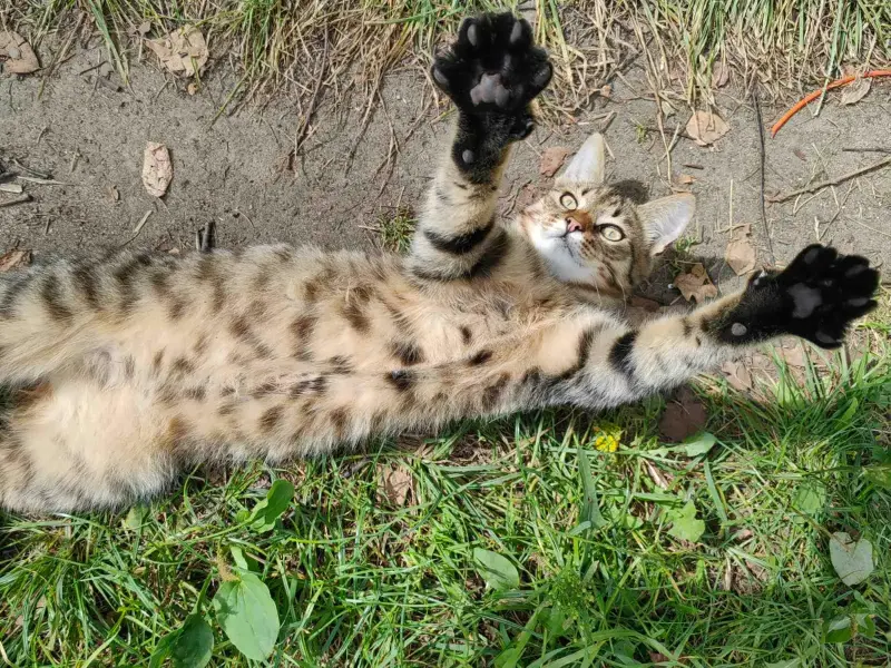 Котята срочно ищут дом