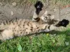 Котята срочно ищут дом
