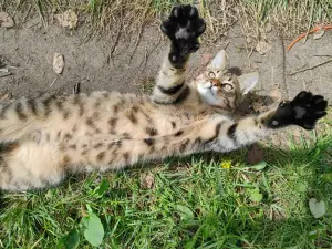 Котята срочно ищут дом