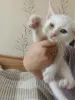 Отдам в добрые руки.