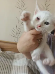 Отдам в добрые руки.