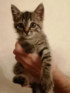 Котенок