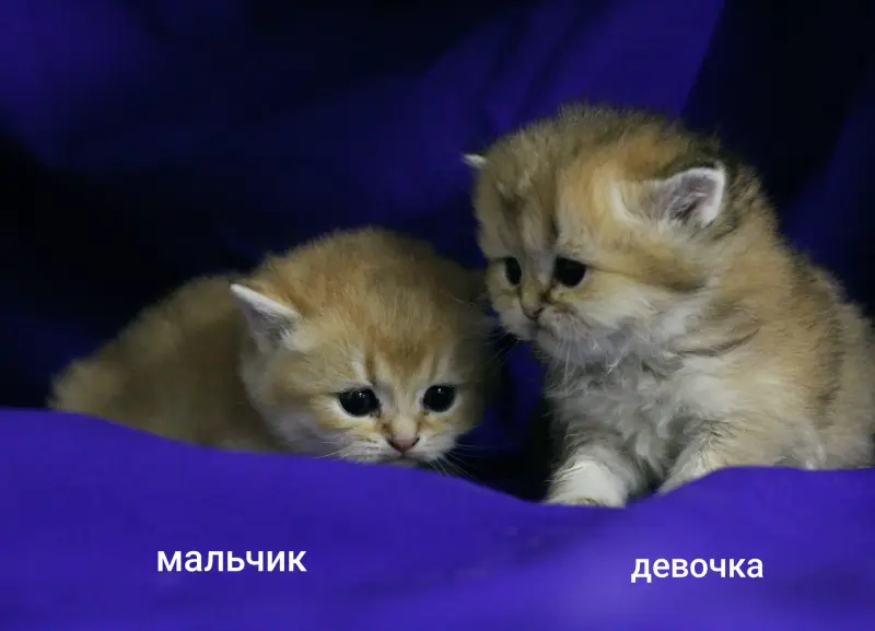 Шотландские котята