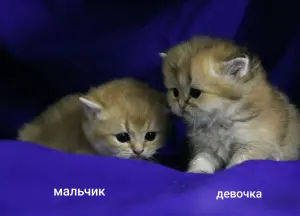 Шотландские котята