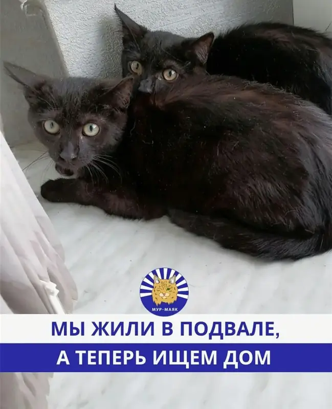 Котята в дар