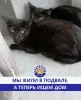 Котята в дар