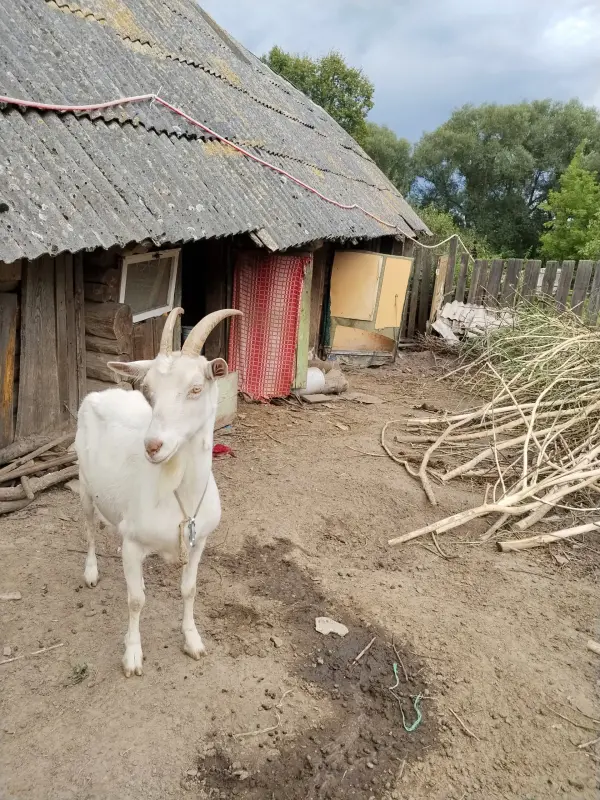 Коза