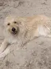 Собака в дар