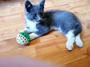 Котенок.. бесплатно