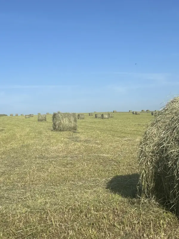 Сено, 2й укос