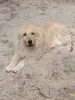 Собака в дар