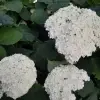 Гортензия Анабель