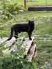 Коты в дар