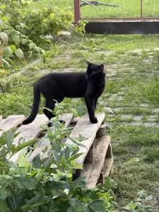 Коты в дар