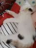 отдам маленькую кошечку