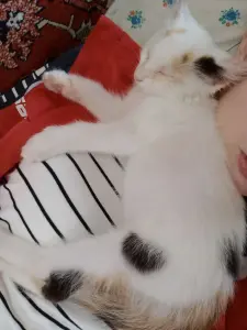 отдам маленькую кошечку
