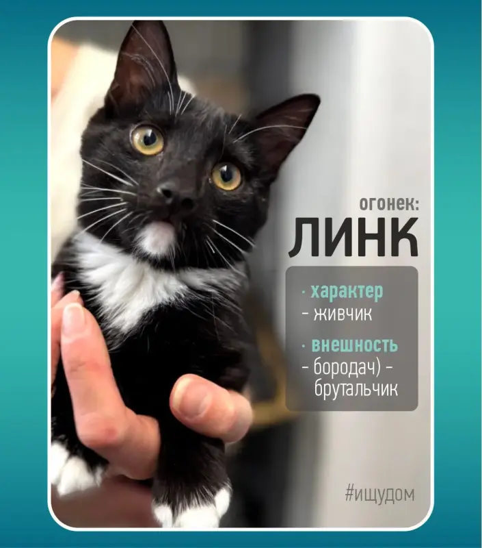 Линк - ласковый и игривый котенок