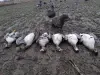 Щенки жесткошерстной таксы