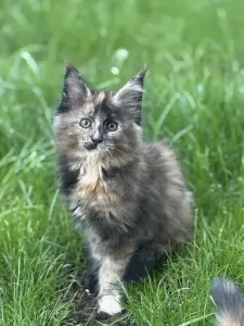 Котенок чистокровный Мейн Кун (девочка)