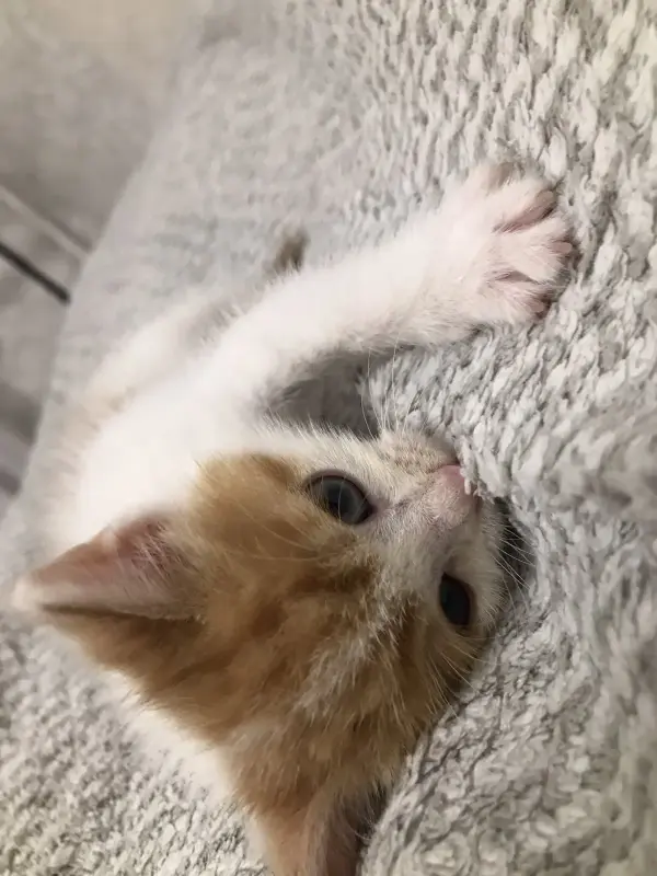 Котенок Малыш в добрые руки. Срочно