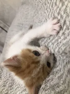Котенок Малыш в добрые руки. Срочно