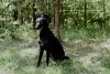 Прекрасная юная собака Наоми в дар