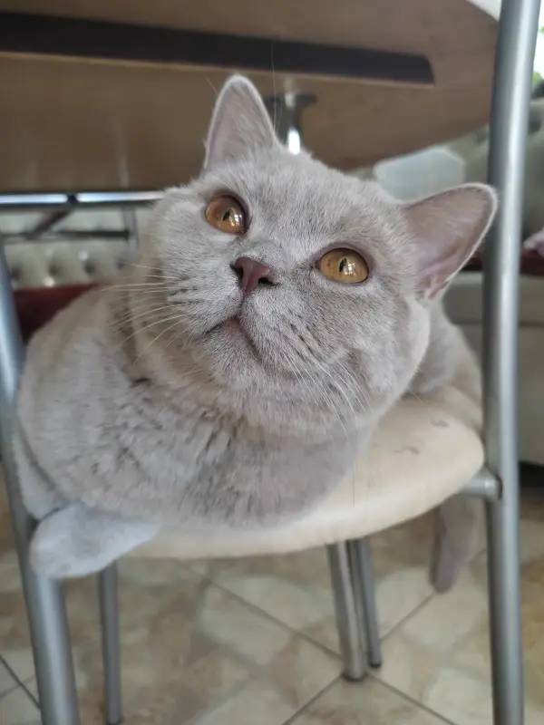 Британский кот