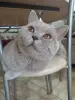 Британский кот