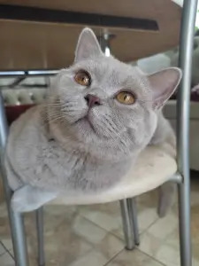 Британский кот