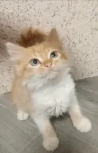 Котята в добрые руки!