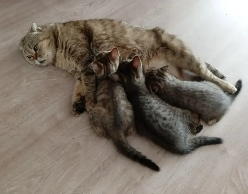 Шотландские котята