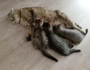 Шотландские котята