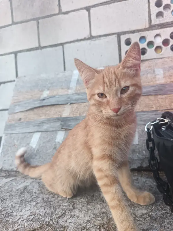 отдам бесплатно котёнка