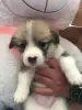 Щенки корги