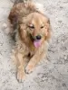 Собаки в дар