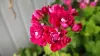 Герань розебудная бордовая,-сорт Monseruds Rosen