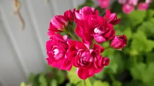 Герань розебудная бордовая,-сорт Monseruds Rosen